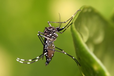 Vigilância em Saúde intensifica ações contra a dengue a partir desta segunda-feira em Ijuí