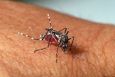 Secretaria Municipal da Saúde de Jóia emite alerta para risco de dengue